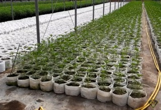 Rows of young cannabis plants in white pots.