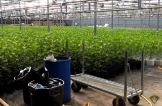 Rows of green plants in a greenhouse.