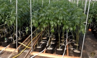 Rows of potted cannabis plants