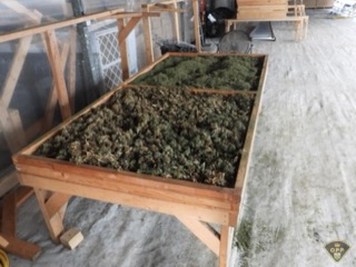 Green leafy substance in a wooden box
