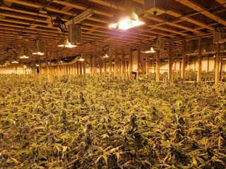 Indoor cannabis plants under grow lights