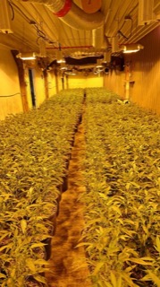 Rows of potted cannabis plants in a grow room.