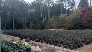 Rows of small, potted plants in black containers.