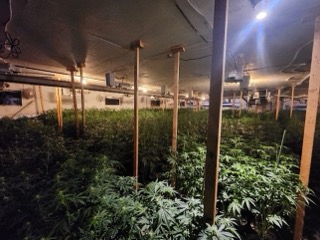 Rows of cannabis plants under grow lights