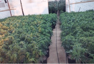 Rows of potted cannabis plants fill a greenhouse.