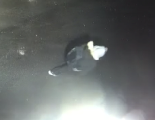 Manta ray swimming