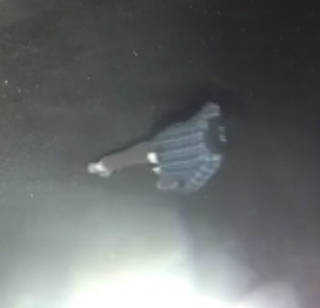 Person in dark clothing holding a small, glowing object