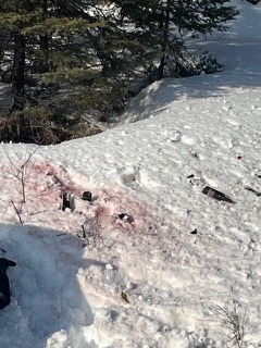 Snow-covered ground with visible animal tracks