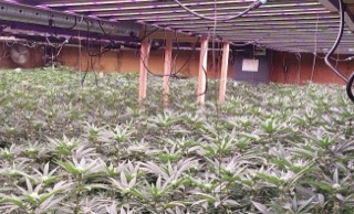 Rows of cannabis plants under grow lights