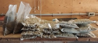 Stacks of clear plastic bags filled with mushrooms.