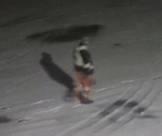 Fox jumping