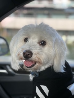 Fluffy white dog wearing a black jacket