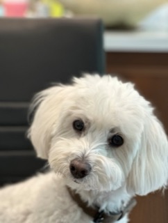 Fluffy white dog looking at the camera