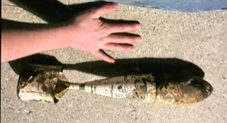 A hand partially obscures a fish lying on sand.
