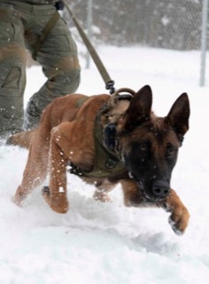 Belgian Malinois running through snow