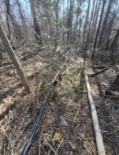 Pine forest floor covered in fallen branches and needles.