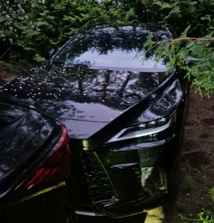 Black car with tree reflection